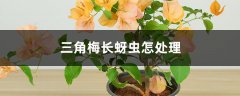 三角梅长蚜虫怎处理