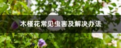 木槿花常见虫害及解决办法