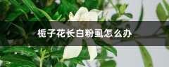 栀子花长白粉虱怎么办