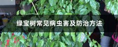 绿宝树常见病虫害及防治方法