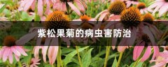 紫松果菊的病虫害防治