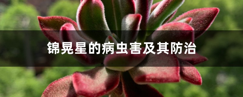 锦晃星的病虫害及其防治