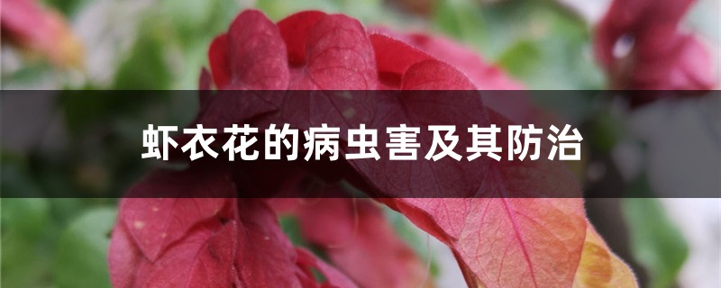 虾衣花的病虫害及其防治