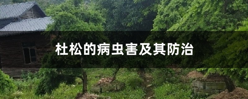 杜松的病虫害及其防治