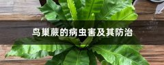 鸟巢蕨的病虫害及其防治