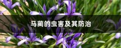 马蔺的虫害及其防治