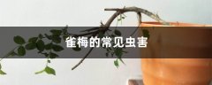 雀梅的常见虫害