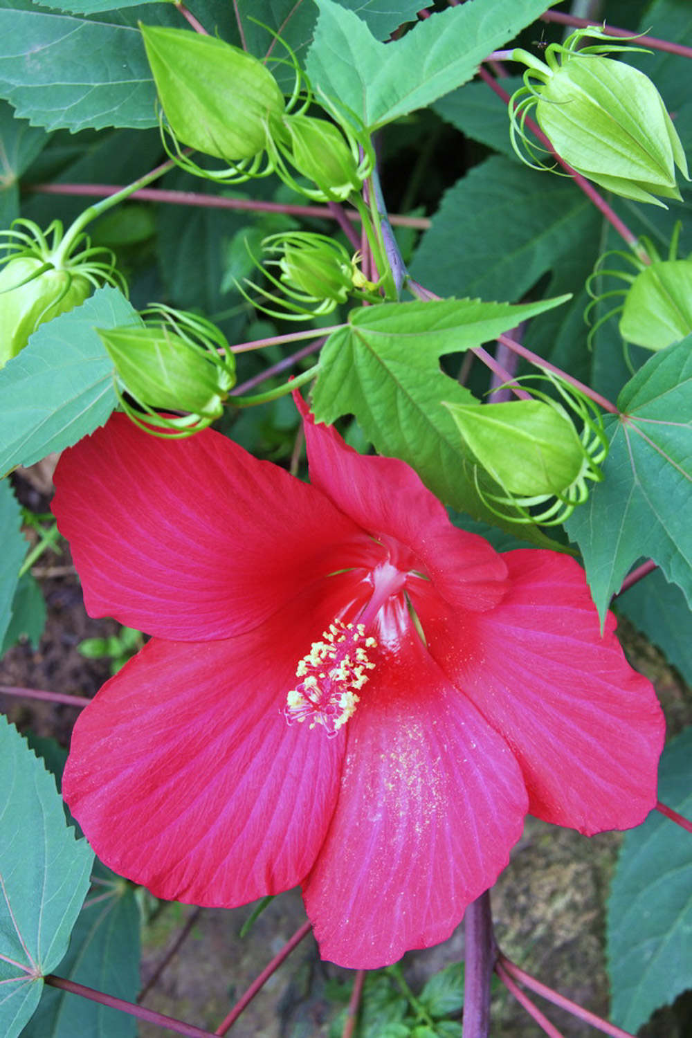 木芙蓉 木芙蓉