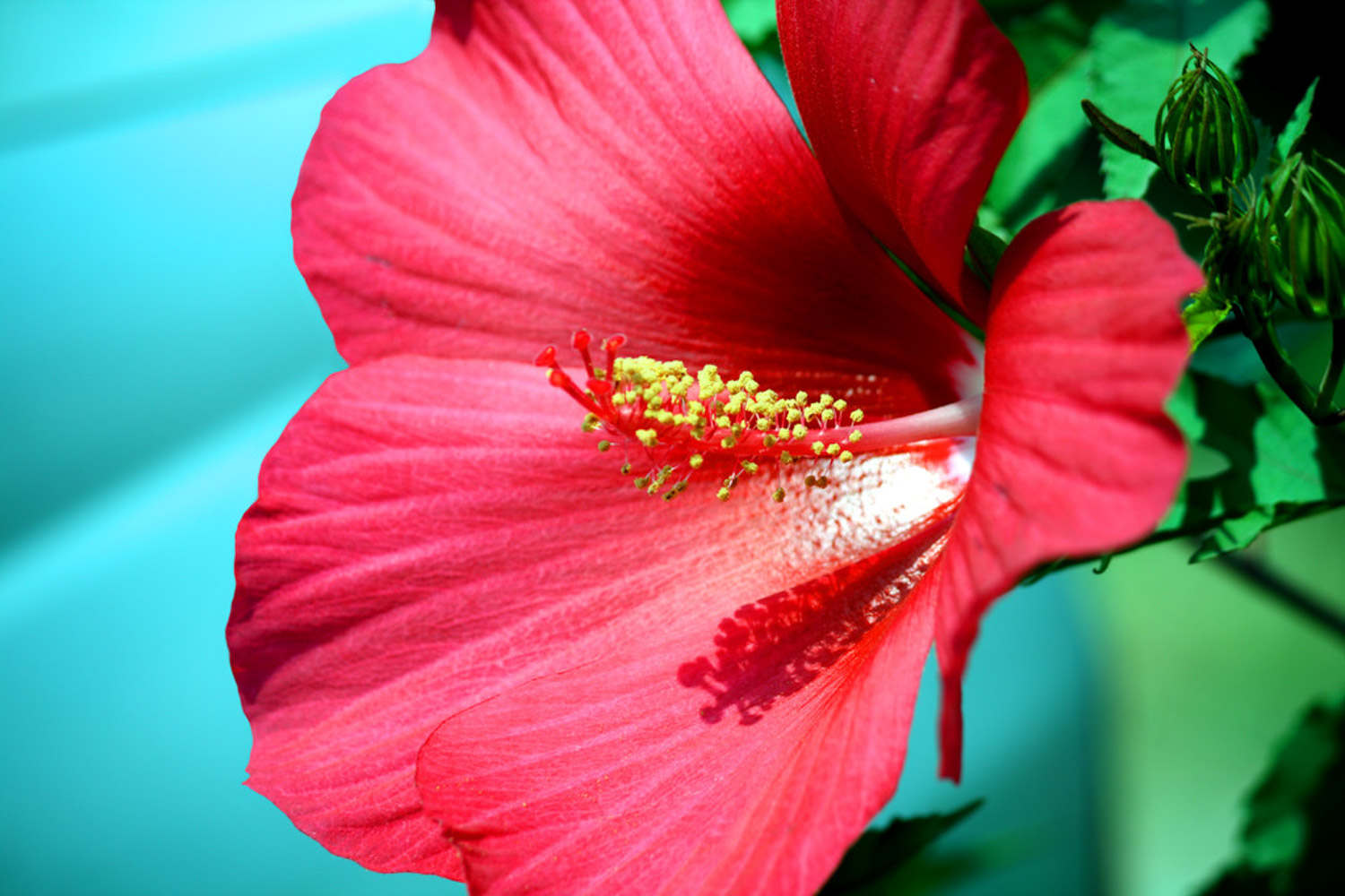 木芙蓉 木芙蓉