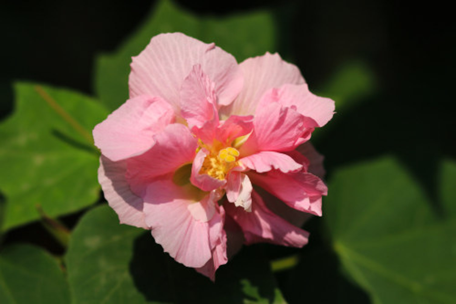 木芙蓉 木芙蓉
