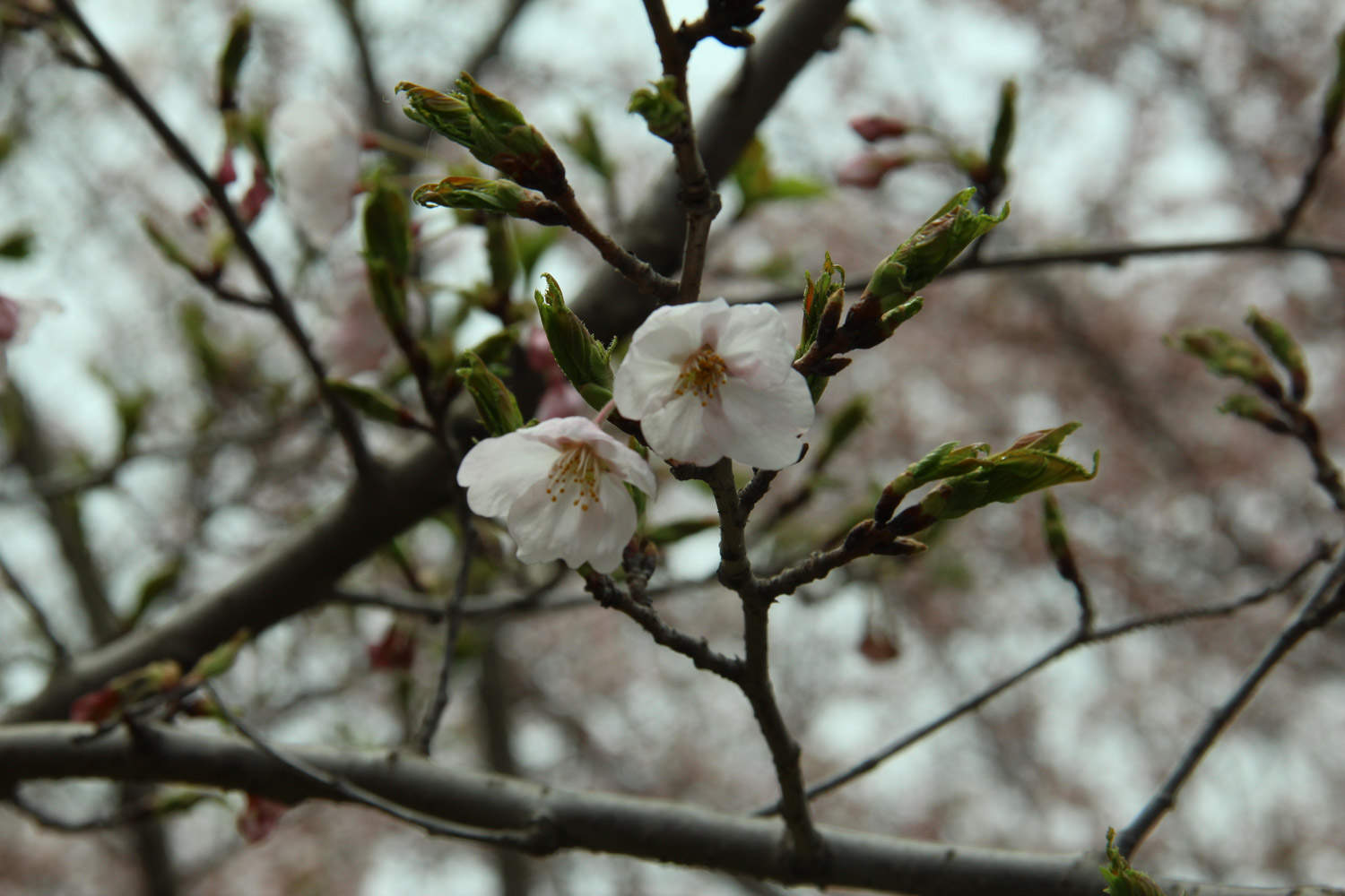 樱花 樱花