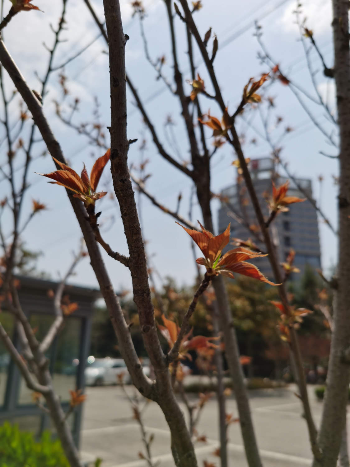樱花 樱花