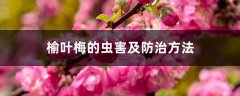 榆叶梅的虫害及防治方法