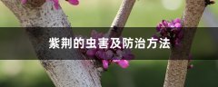 紫荆的虫害及防治方法