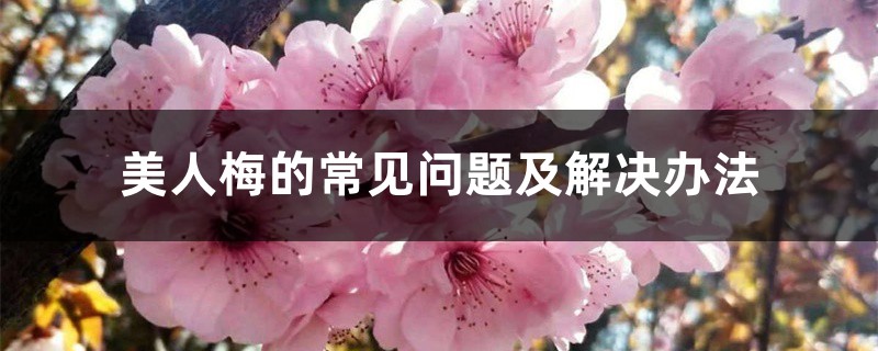 美人梅的常见问题及解决办法 美人梅的常见问题及解决办法