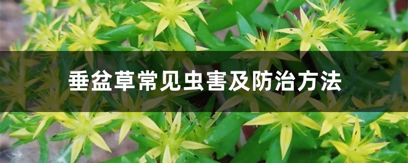 垂盆草常见虫害及防治方法 垂盆草常见虫害及防治方法