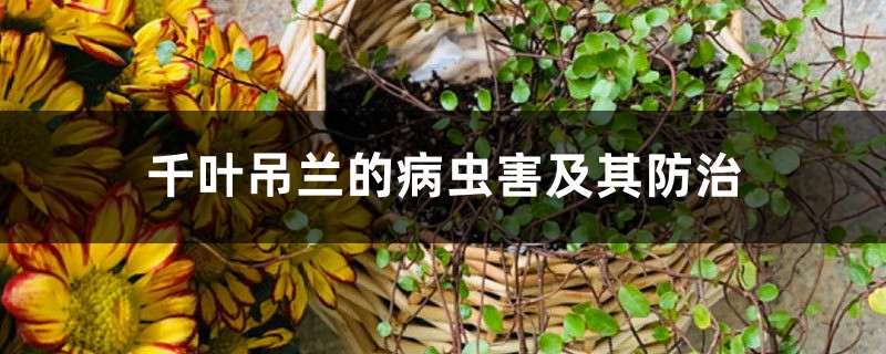 千叶吊兰的病虫害及其防治