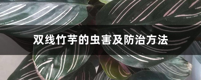 双线竹芋的虫害及防治方法