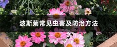 波斯菊常见虫害及防治方法