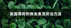 美国薄荷的病虫害及防治方法