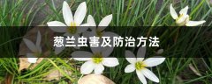 葱兰虫害及防治方法