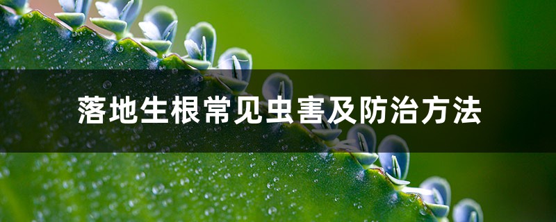 落地生根常见虫害及防治方法