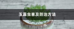 玉露虫害及防治方法