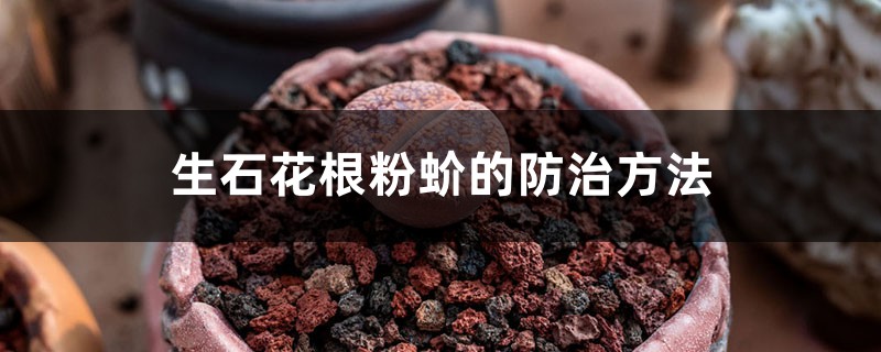 生石花根粉蚧的防治方法