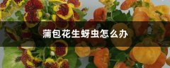 蒲包花生蚜虫怎么办