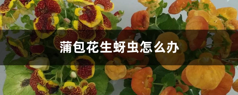 蒲包花生蚜虫怎么办 蒲包花生蚜虫怎么办