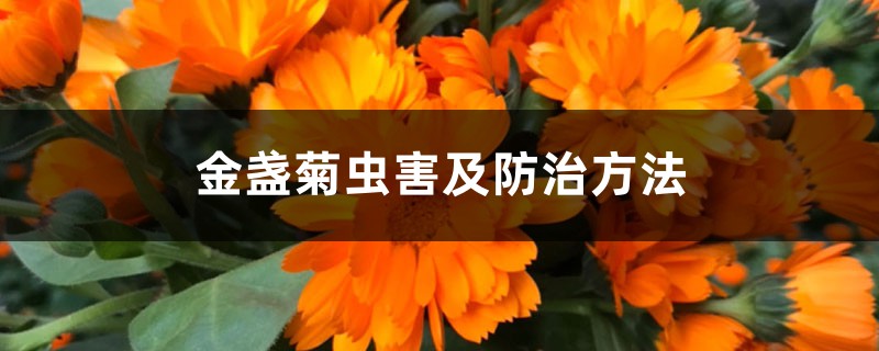 金盏菊虫害及防治方法