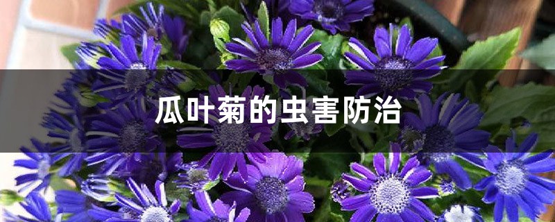 瓜叶菊的虫害防治