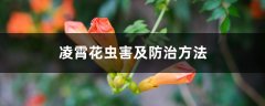 凌霄花虫害及防治方法