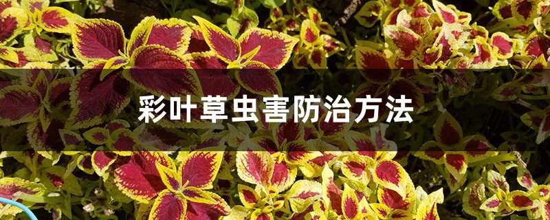 彩叶草虫害防治方法