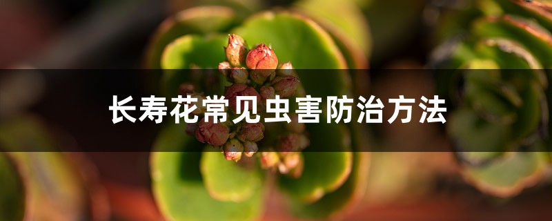 长寿花常见虫害防治方法