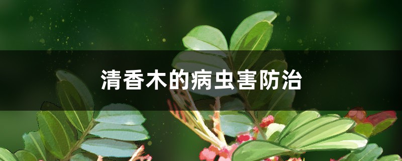 清香木的病虫害防治