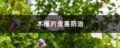 木槿的虫害防治