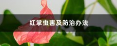 红掌虫害及防治办法