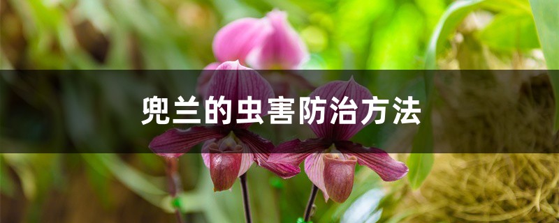 兜兰的虫害防治方法