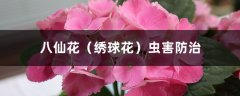 八仙花（绣球花）虫害防治