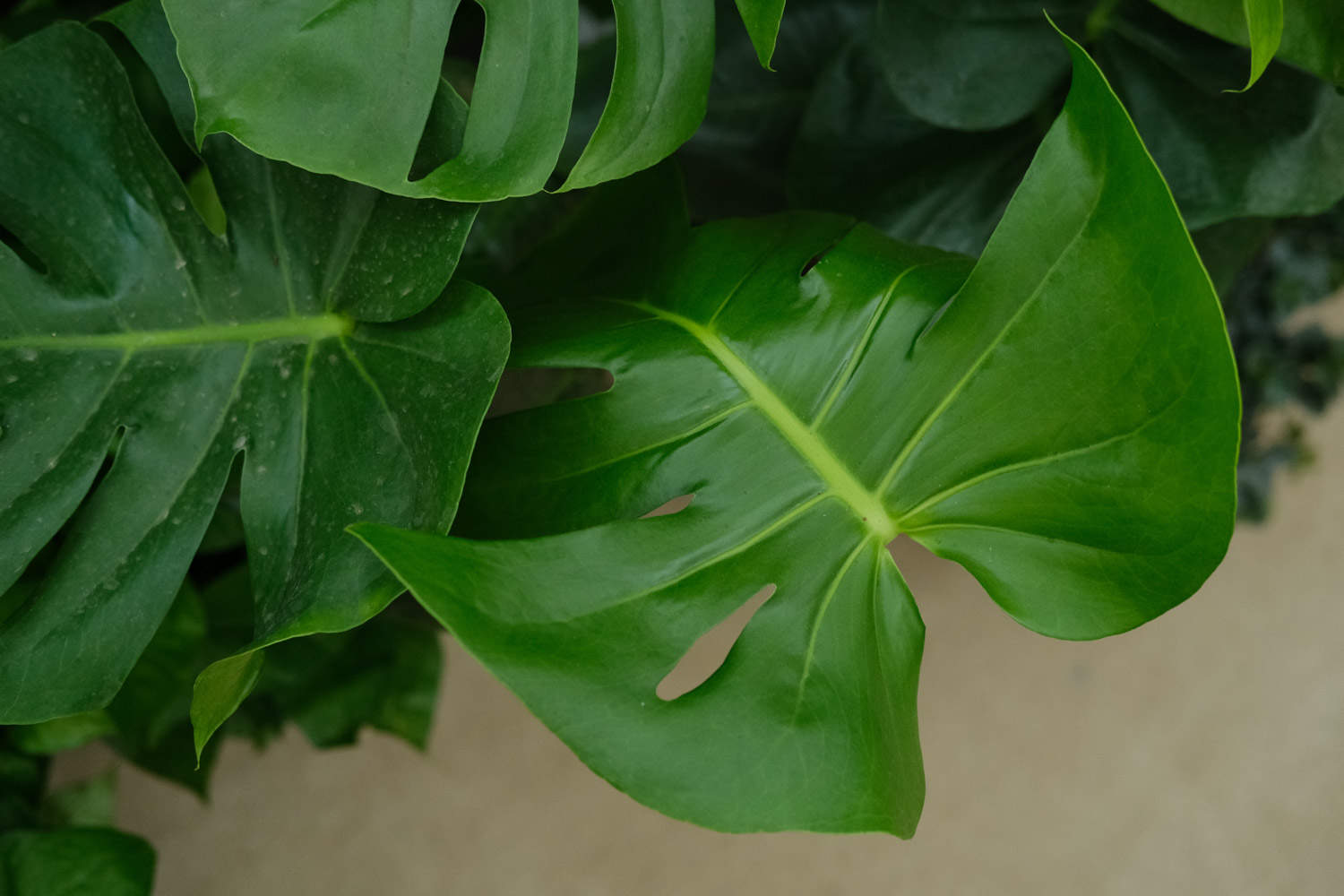龟背竹 龟背竹