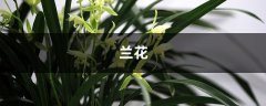 绿草变黑兰，你家的兰花“中毒”了，再不管立马死翘翘！