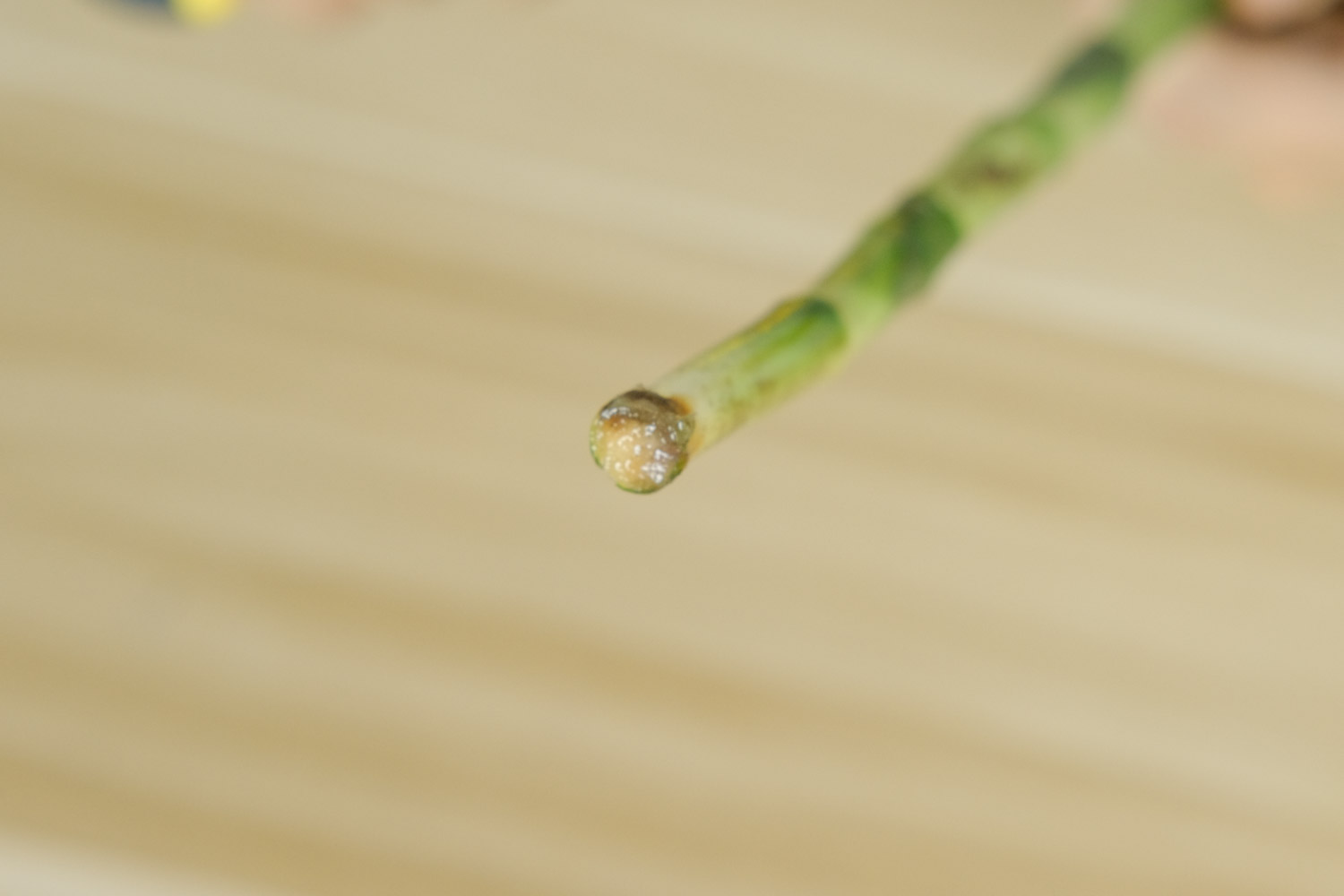 富贵竹 富贵竹