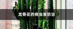 龙骨花的病虫害防治