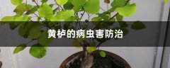 黄栌的病虫害防治