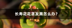 长寿花花茎发黑怎么办？