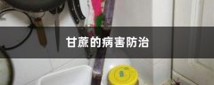 甘蔗的病害防治