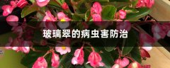 玻璃翠的病虫害防治