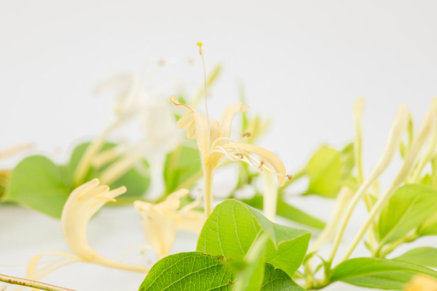 金银花 金银花