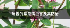 瑞香的常见病虫害及其防治